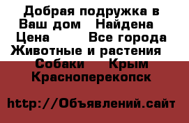 Добрая подружка,в Ваш дом!!!Найдена › Цена ­ 10 - Все города Животные и растения » Собаки   . Крым,Красноперекопск